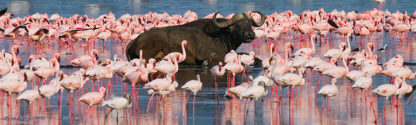 Lake Nakuru, Kenya