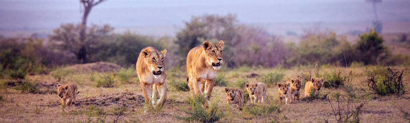 Lionesses in Kenya, Africa