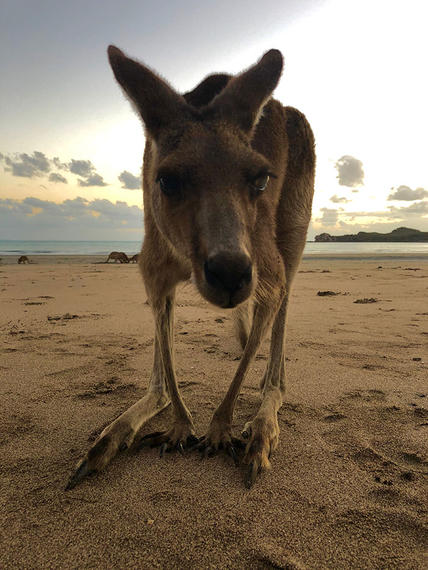 This Australian Beach Is Full Of Kangaroos Ready To Hang Out With You ...